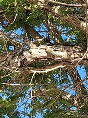 Melanerpes superciliaris