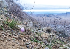 Colchicum triphyllum