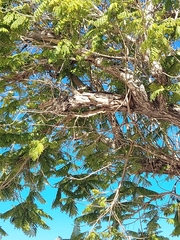 Melanerpes superciliaris