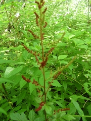 Astilbe longicarpa