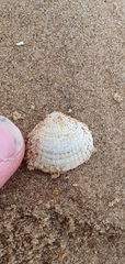 Cerastoderma edule