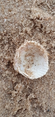Cerastoderma edule