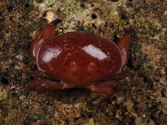 Atergatis integerrimus