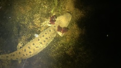 Necturus maculosus