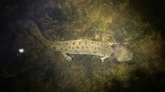 Necturus maculosus