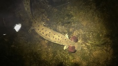 Necturus maculosus