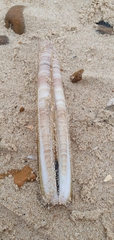 Ensis
