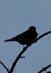 Tyrannus