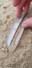 Ensis