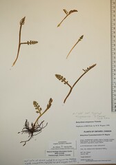 Botrychium minganense