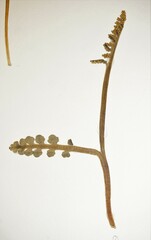 Botrychium minganense