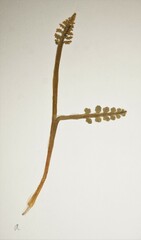 Botrychium minganense