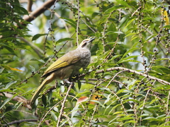 Pycnonotus zeylanicus