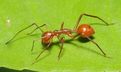 Myrmecium