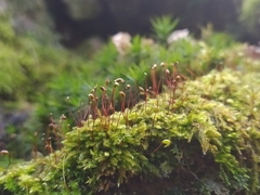 Brachytheciastrum velutinum