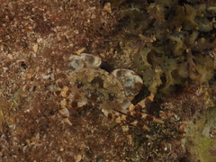 Macromedaeus crassimanus