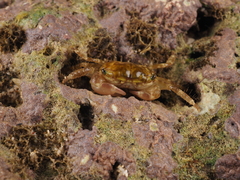 Pachygrapsus minutus