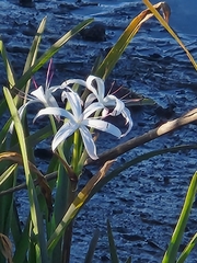 Crinum americanum