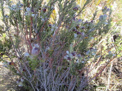 Phylica purpurea pearsonii