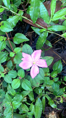 Heterotis rotundifolia