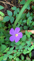 Heterotis rotundifolia