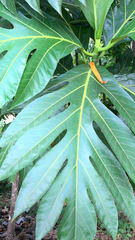 Artocarpus altilis
