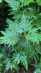 Selaginella delicatula