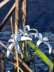 Crinum americanum
