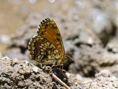 Melitaea irka