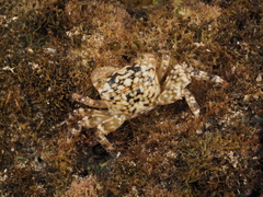 Pachygrapsus plicatus