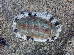 Acanthopleura