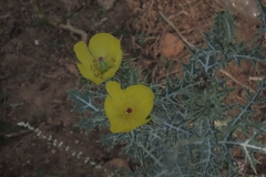 Argemone mexicana