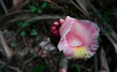 Costaceae