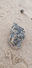 Buccinum undatum