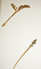 Botrychium campestre