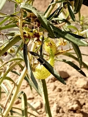 Gomphocarpus fruticosus
