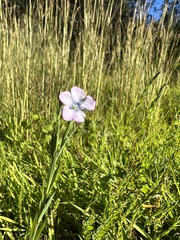 Linum bienne