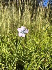 Linum bienne
