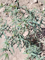 Gomphocarpus fruticosus