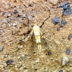 Stathmopoda tritophaea