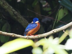 Alcedo meninting