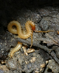 Geophilus flavus
