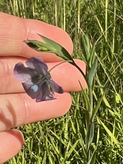 Linum bienne