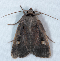 Adelphagrotis indeterminata