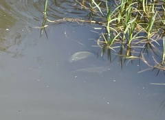 Oreochromis niloticus