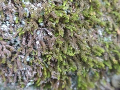 Anomodon viticulosus
