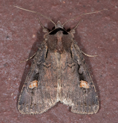 Adelphagrotis indeterminata