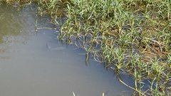 Oreochromis niloticus