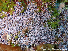 Amphiroa rigida