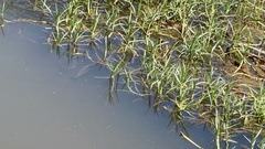 Oreochromis niloticus